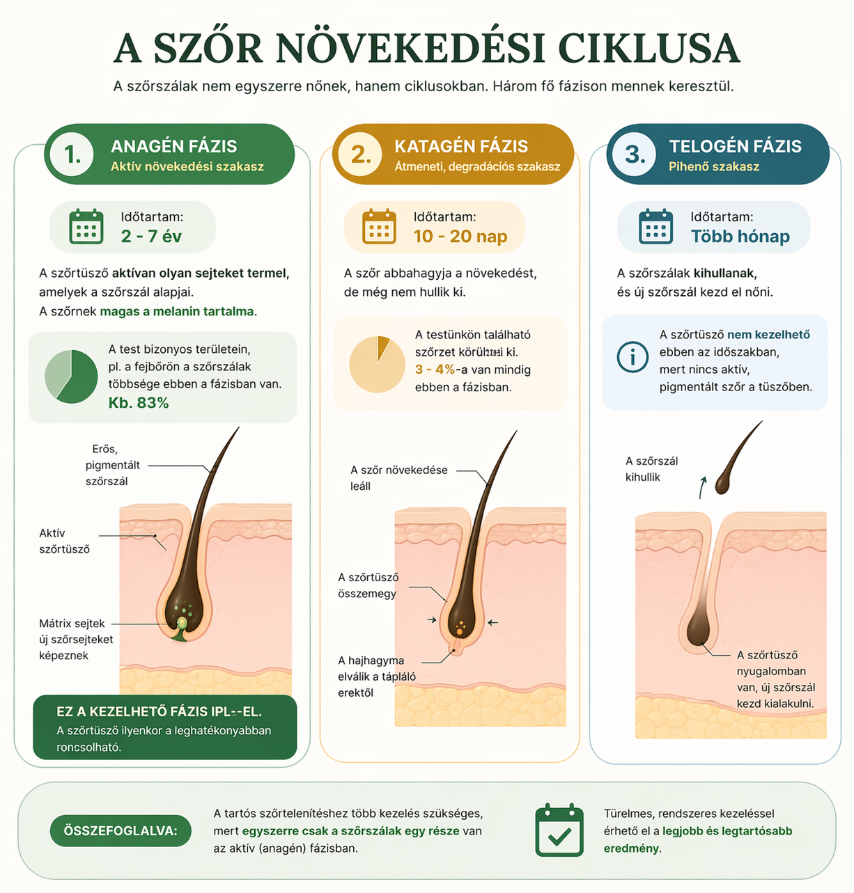 szőr növekedési státusza